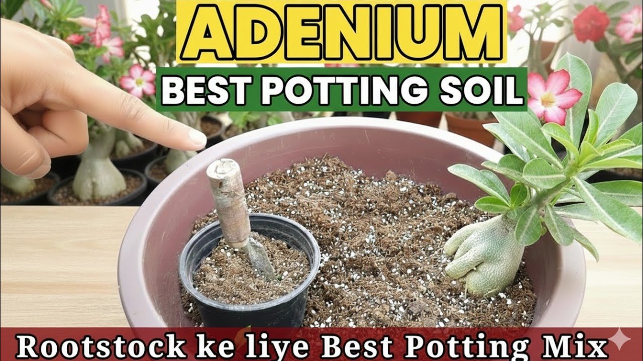 Как приготовить лучшую почвенную смесь для подвоя адениума ||Rootstock ke liye Best Potting Mix K...