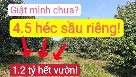 Bán vườn sầu riêng đẹp giá rẻ, đất đỏ bazan, bất động sản đất rẫy