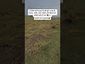 😭😭😭😭 #shortsfeed #farmer #harvestor #farming #nature