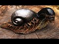 10 Weirdest Snails In The World