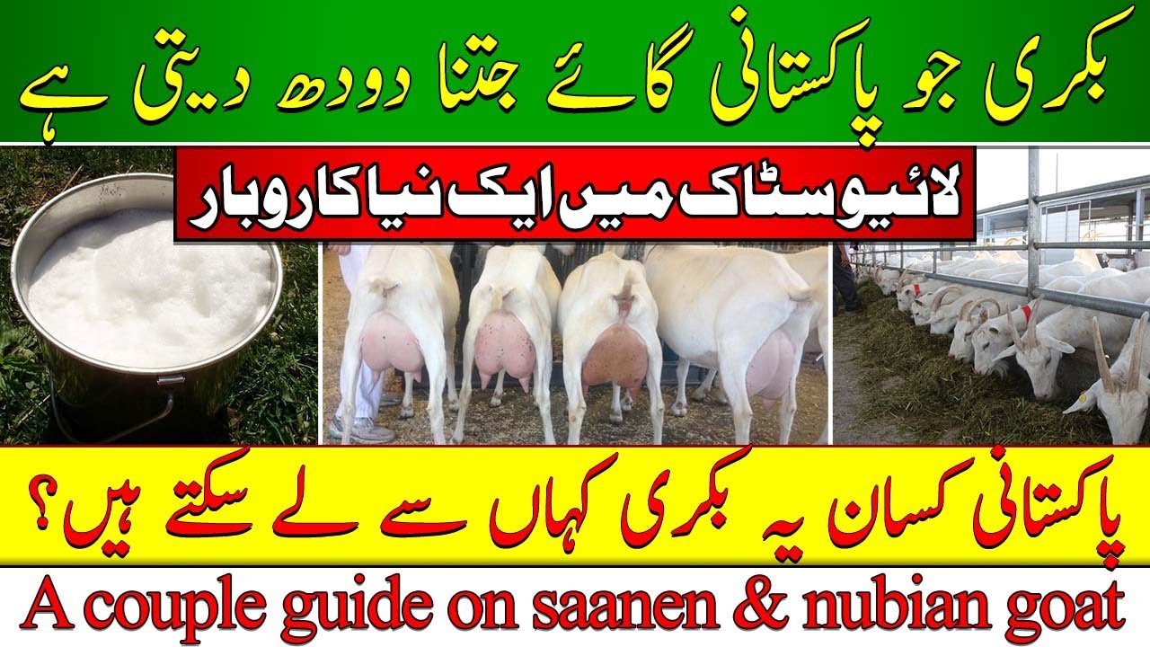 Sannen goat farming in Pakistan| How to start Sannen goat farming| High yielding milking goat in Pak