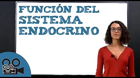 ¿Cuál es la función del sistema endocrino y sus partes?