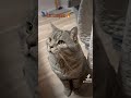 Вогник-вогник , жарко-жарко @MISHALEBIGA