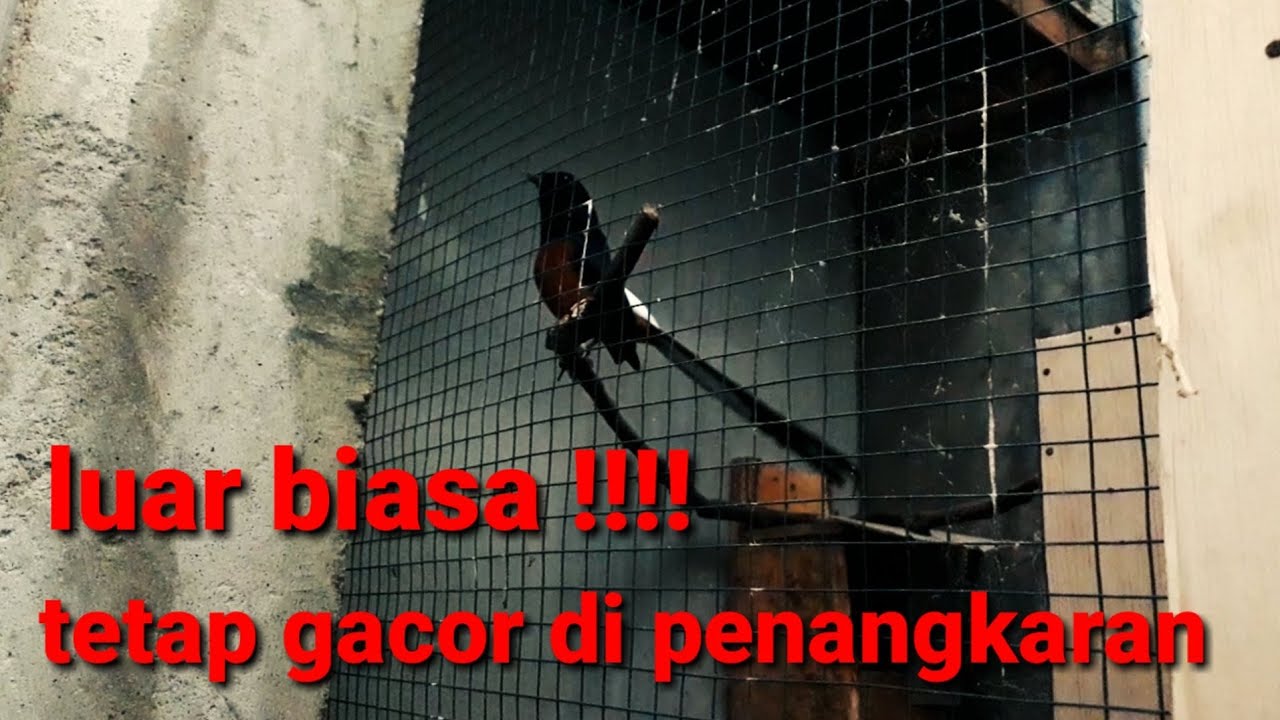 Murai batu gacor di penangkaran kandang minimalis