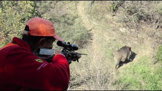 SÜREK AVI,WILD BOAR HUNTING,DOMUZ AVI,CHASSE AU SANGLIER,SÜREK AVI 2023/12