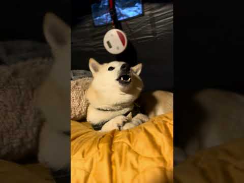 【柴犬】雨キャンプは引きこもってモグモグ【Shiba inu】 #shorts