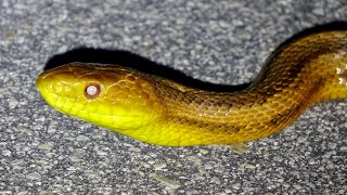 Road Cruising Snakes / Rats, Cottonmouths and more