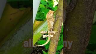 the oriental garden lizard invasive alien reptiles wanted intruder gardening gtfo mariah