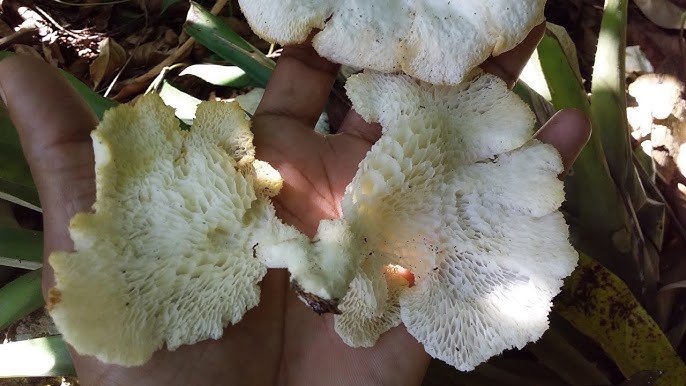 Pequenos cogumelos Lentinus sp. 