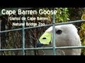 Cape Barren Goose (Ganso de Cape Barren), Natural Bridge Zoo