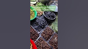 Dầu gội bồ kết cô đặc thiên nhiên