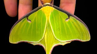 Luna Moths Take Flight During Full Moon