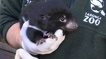 Tasmanian Devil Pouch Check at Taronga