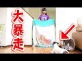 犬に【飼い主が居なくなるドッキリ】したら大暴走www