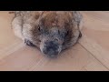 Сурок понижает температуру тела#домашний сурок#ручной байбак#милые животные#marmot#cute animals