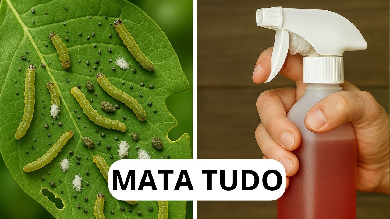 Mata Tudo Em 11 Segundos: Lagarta, Pulgão, Cochonilha, Larva Minadora, Moscas (INSETICIDA CASEIRO)