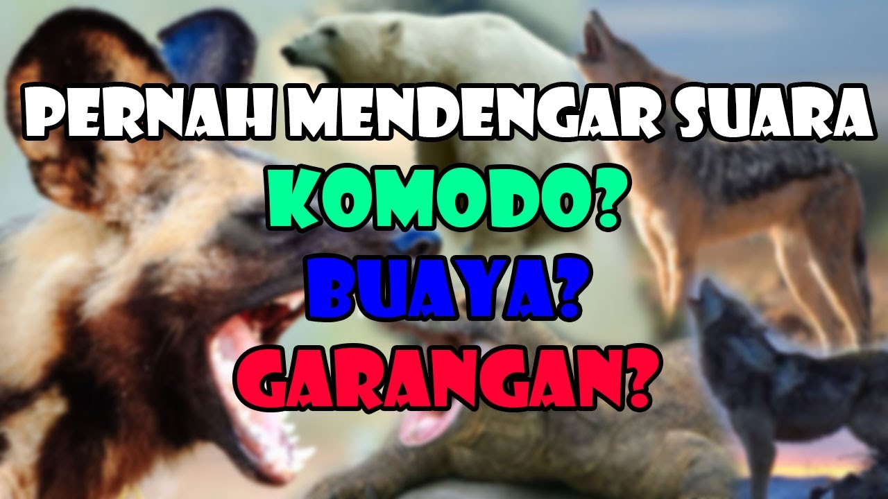  Suara  Hewan  Liar yang  Mengagumkan Part 2 YouTube