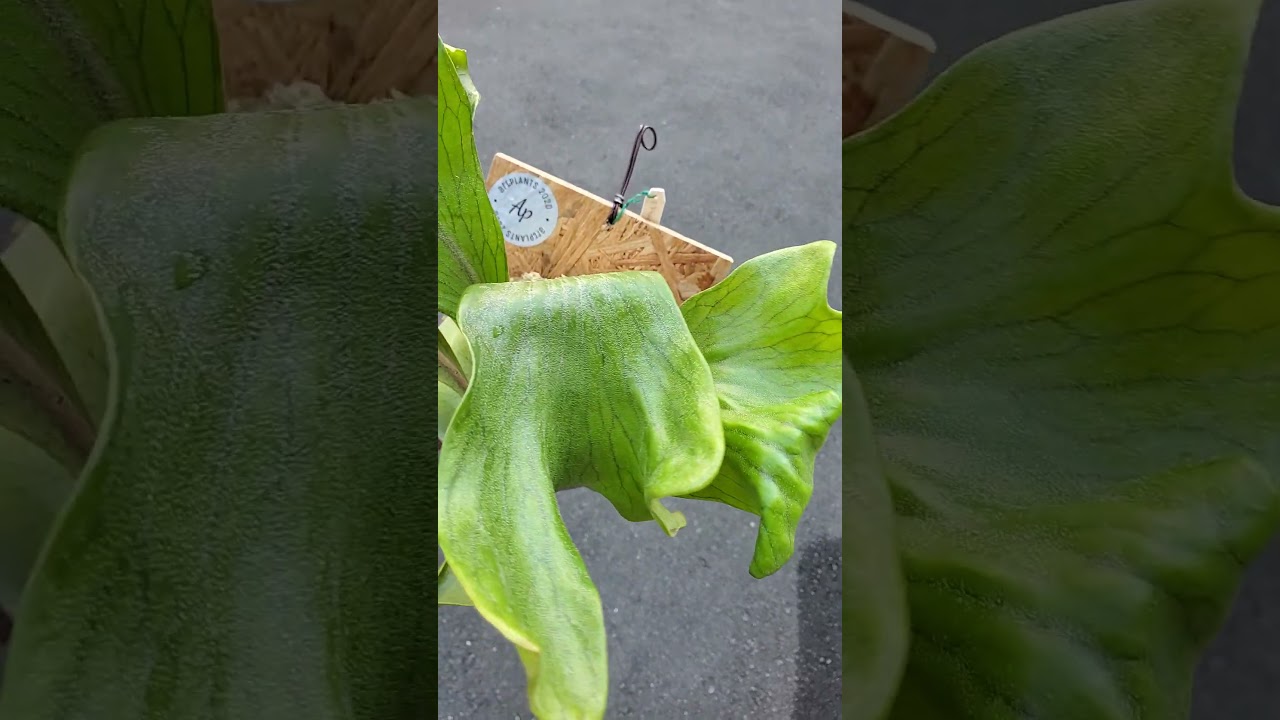 P.Khun Phon (Yot#14)【artPLANTs】 ビカクシダ/Platycerium