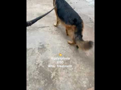GSD Hip Dysplasia After Treatment 