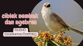 suara tembakan ciblek gunung gacor ngebren rapat panjang ngotot isian mewah