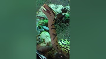 (Live Feeding Fail!)Ball Python gets dirt mouth