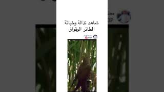 لا يصدق سبحان الله شاهد خباثة طائر الوقواق  