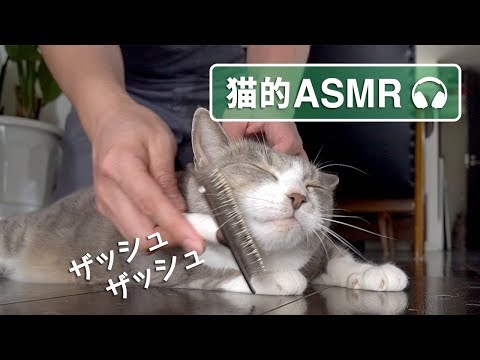 【猫的ASMR】 モフモフの音