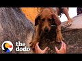 Anxious Golden Pup Rappels Down Canyons Now | The Dodo