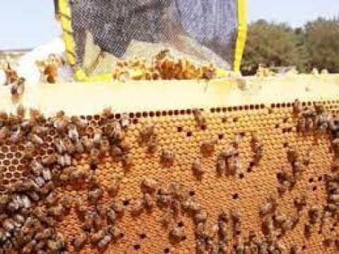 تجنب انهيار النحل فى الخريف والشتاء تكييف درجات الحراراة فى الخلايا للمهندس ابو انس النجار