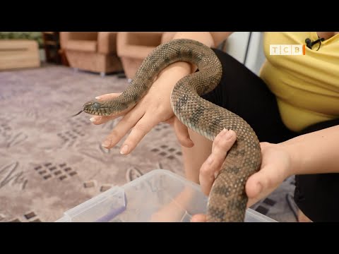 Домашний серпентарий в с. Суклея