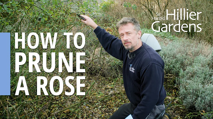 How to prune a rose | Sir Harold Hillier Gardens