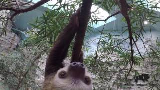Raisin Two-Toed Sloth