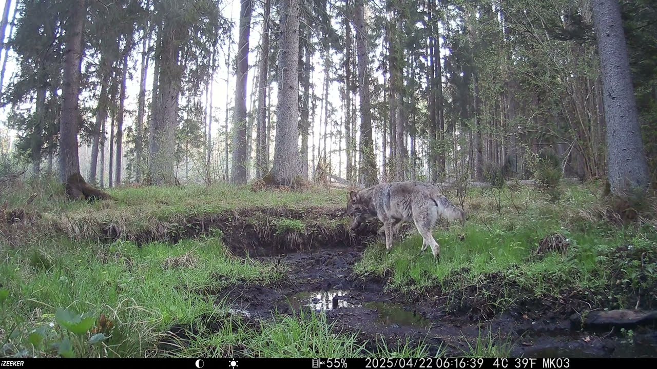 Fotopułapka w Puszczy Knyszyńskiej – Kwiecień 2025 | Ryś, Wilk, Łoś, Bocian Czarny | iZEEKER iG600