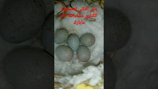 عش الثاني لعصفورتي الحلوة الكناري،️???#shorts#shortsvideo #shortsvideoviral2022 #shortsكل #2023