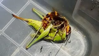 Katydid Vs Hornet Кузнечик Vs Шершень