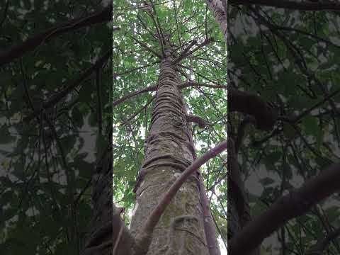 Bentuk Pohon Melinjo