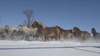 新雪蹴散らし、馬追い運動 難産防止に十勝牧場