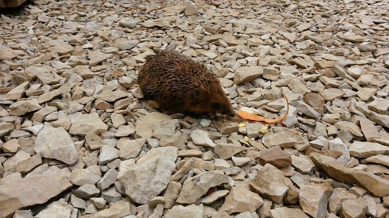 ежик из яйца блюдо. ежики нужно ли яйцо. ежики питаются тараканами. ежик на даче. еж и еда насекомые.