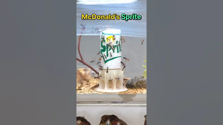 I GAVE my ANTS McDONALDS SPRITE!!