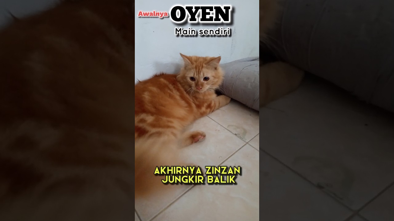 The Mischievous Adventures of Oyen & Zinzan 