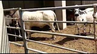 totally white bull 🐂 using breeding purpose #breeding #bull #youtubeshorts #white #viral