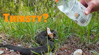 PUMP THE BRAKES! Road Cruising for SNAKES in South Carolina!