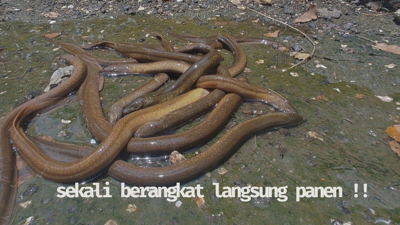 AWAK WANGI | sekali mancing langsung panen !!