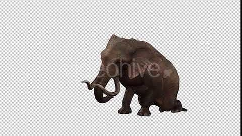 Elephant 3 | Motion Graphics - Envato elements