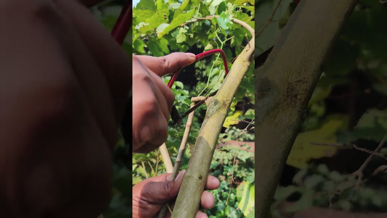 Mini Saw Tree Lesson 