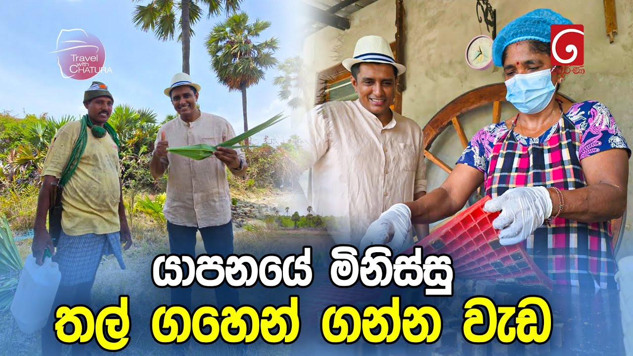 යාපනයේ මිනිස්සු තල් ගහෙන් ගන්න වැඩ | Travel With Chatura