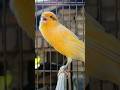 animals doing funny things | birds sound #birds #animals #funnyanimals #canary