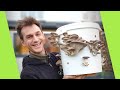 Growing mushrooms in a bucket super easy method  grocycle