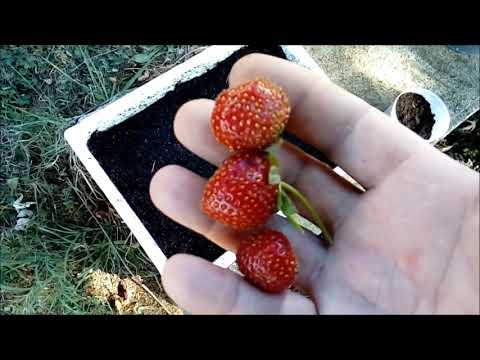 Vidéo: Propagation de fraises avec des coureurs de fraises