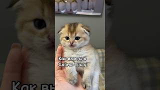 Красавица Тисания - Сайма 😊